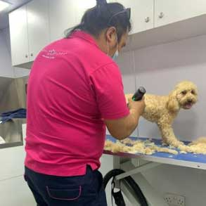 A Guide To Mobile Pet Grooming Prices In Dubai